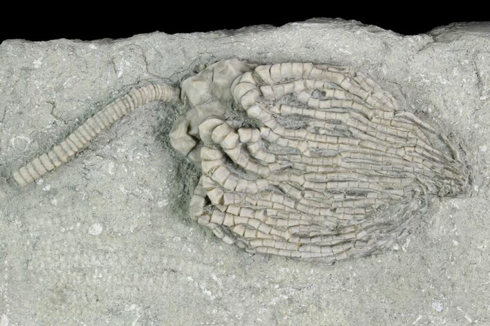 Crinoid (Cyathocrinites) Fossil - Crawfordsville, Indiana #122966